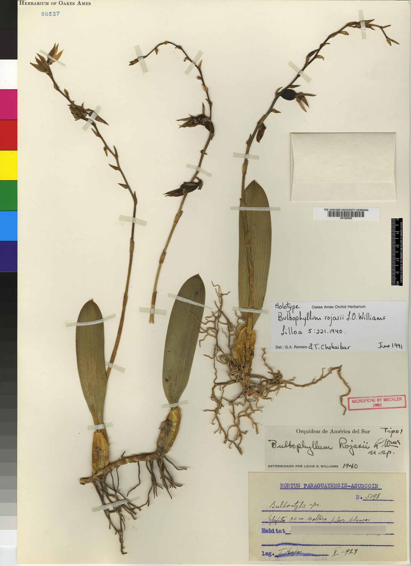 Bulbophyllum sensile image