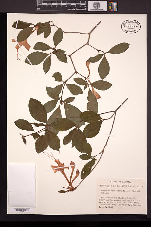 Rhododendron prunifolium image