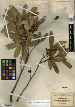 Quercus transmontana image