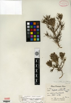 Cordylanthus kingii subsp. densiflorus image
