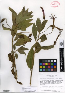 Centropogon talamancensis image