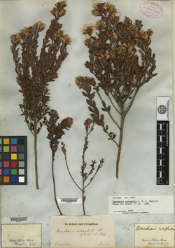Baccharis brevifolia image