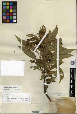 Solanum clavatum image