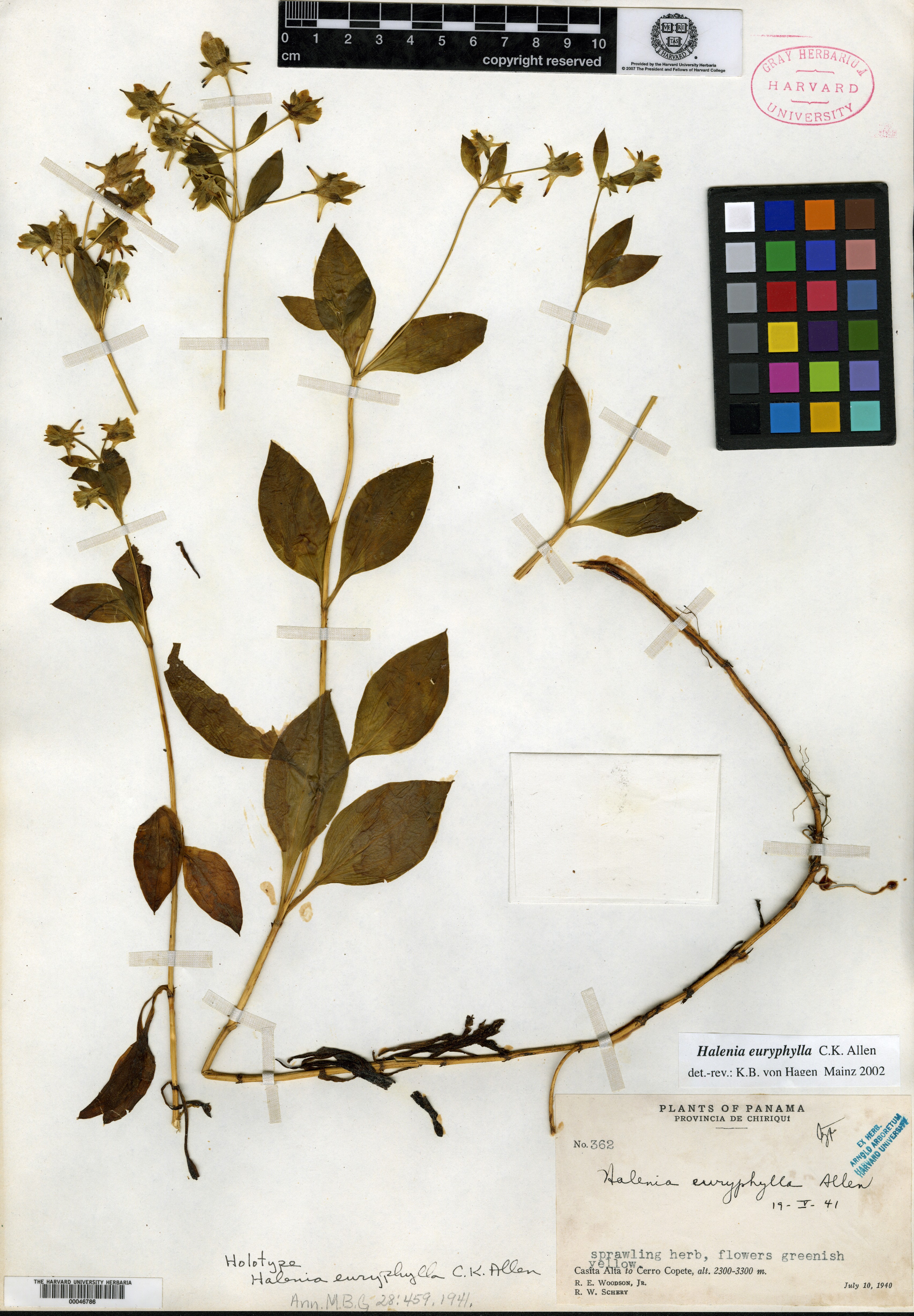 Halenia euryphylla image
