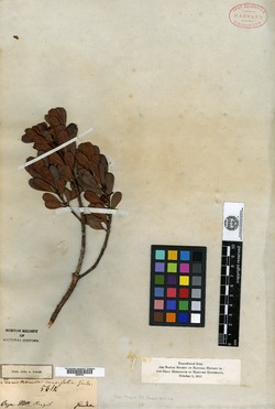 Ternstroemia cuneifolia image