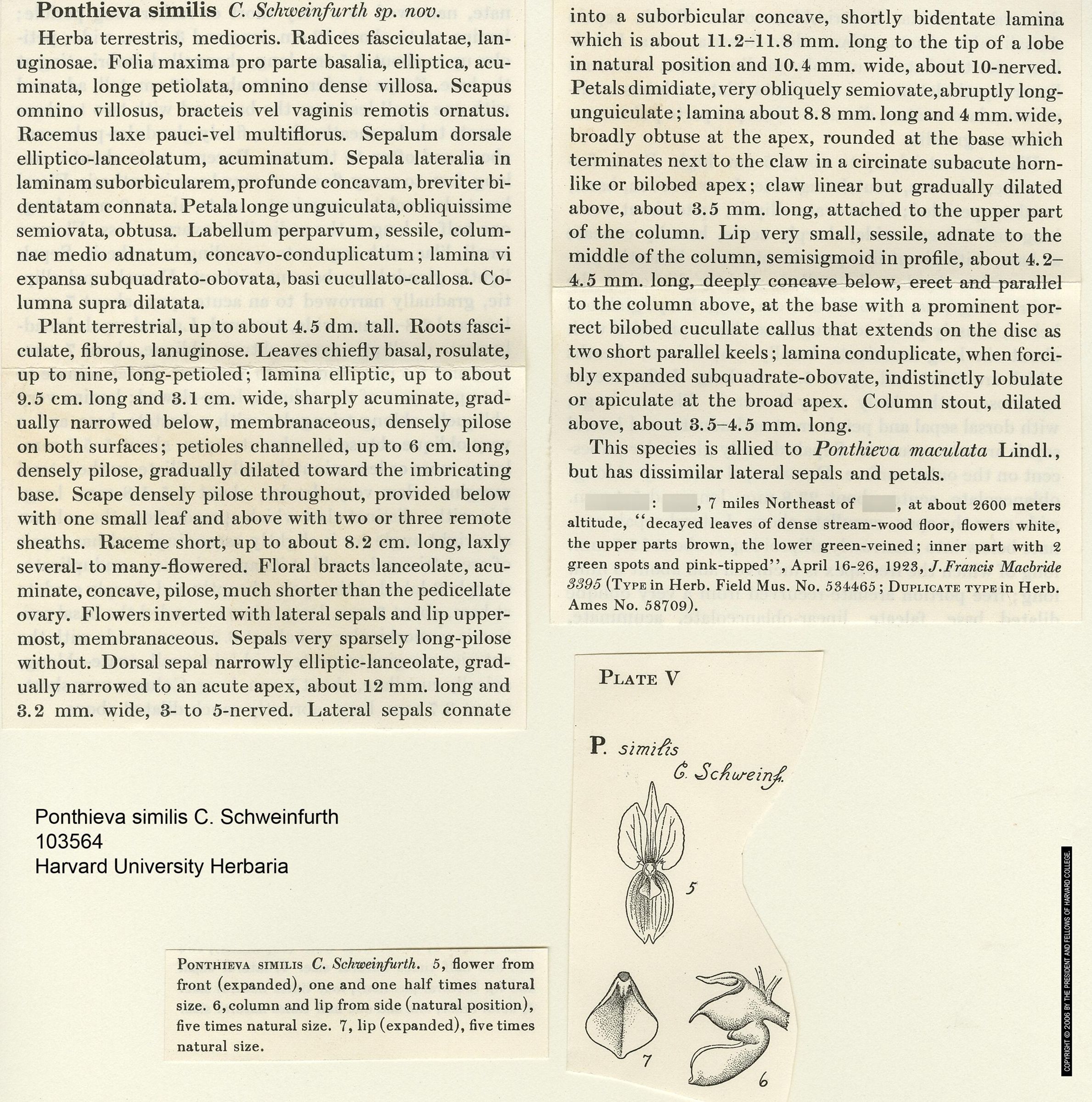 Porroglossum olivaceum image