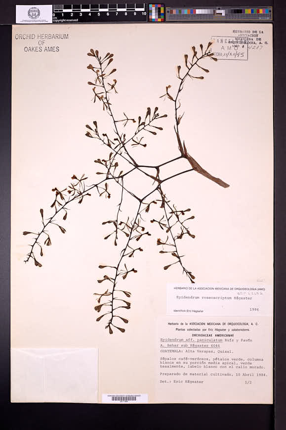 Epidendrum roseoscriptum image