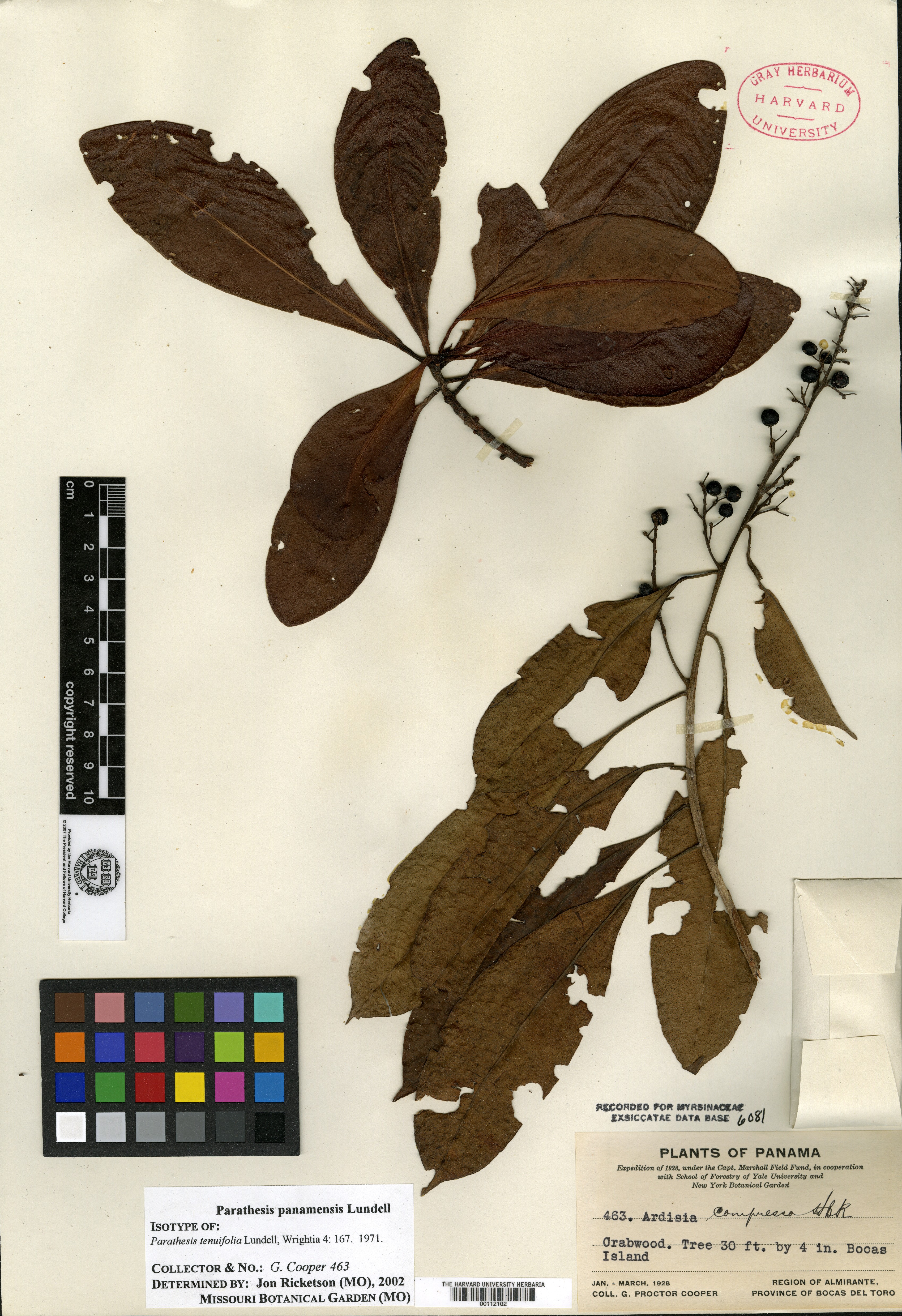 Parathesis tenuifolia image