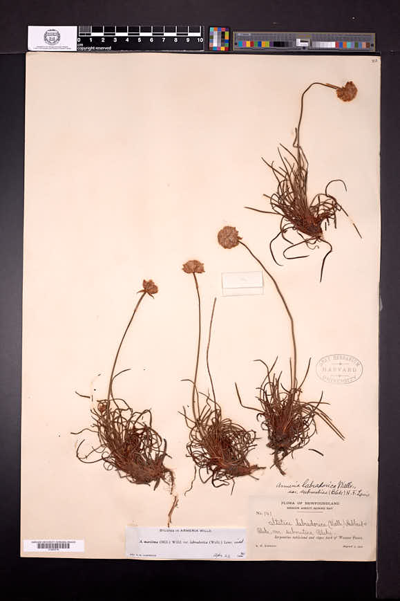 Armeria maritima subsp. labradorica image