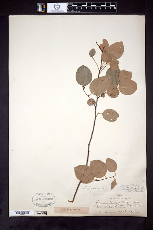 Prunus ilicifolia image