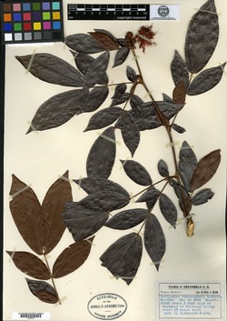 Calliandra rhodocephala image