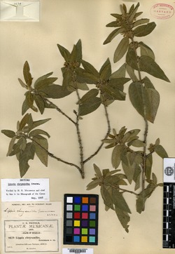 Lippia chrysantha image