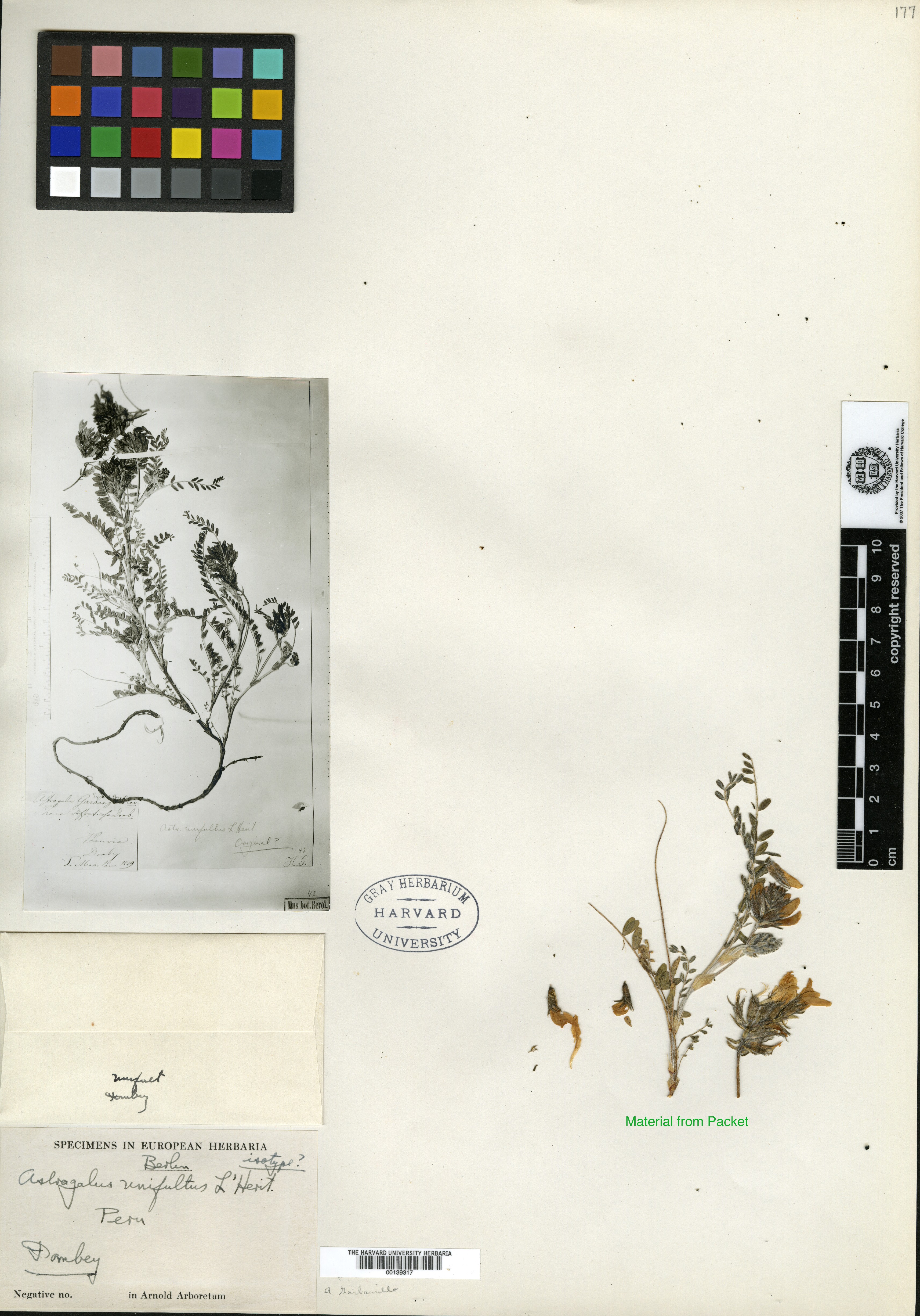 Astragalus vicioides image