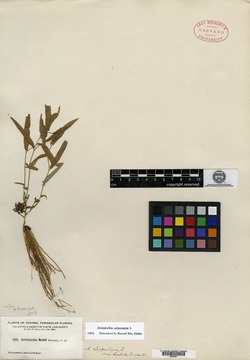 Aristolochia nashii image