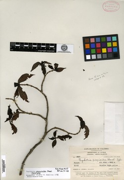Psychotria pisonioides image