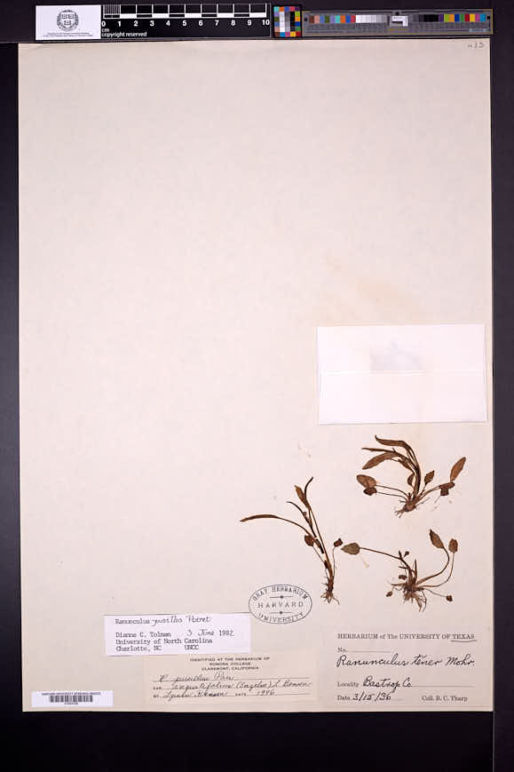 Ranunculus pusillus image