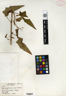 Begonia cylindrata image