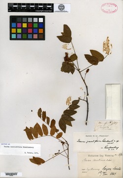 Rourea paraensis image