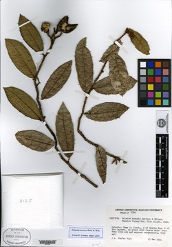 Solanum moense image