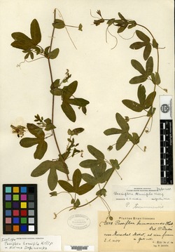 Passiflora tenuifila image
