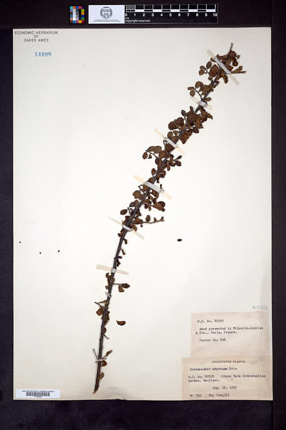 Cotoneaster adpressus image