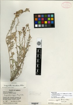 Physaria wyndii image