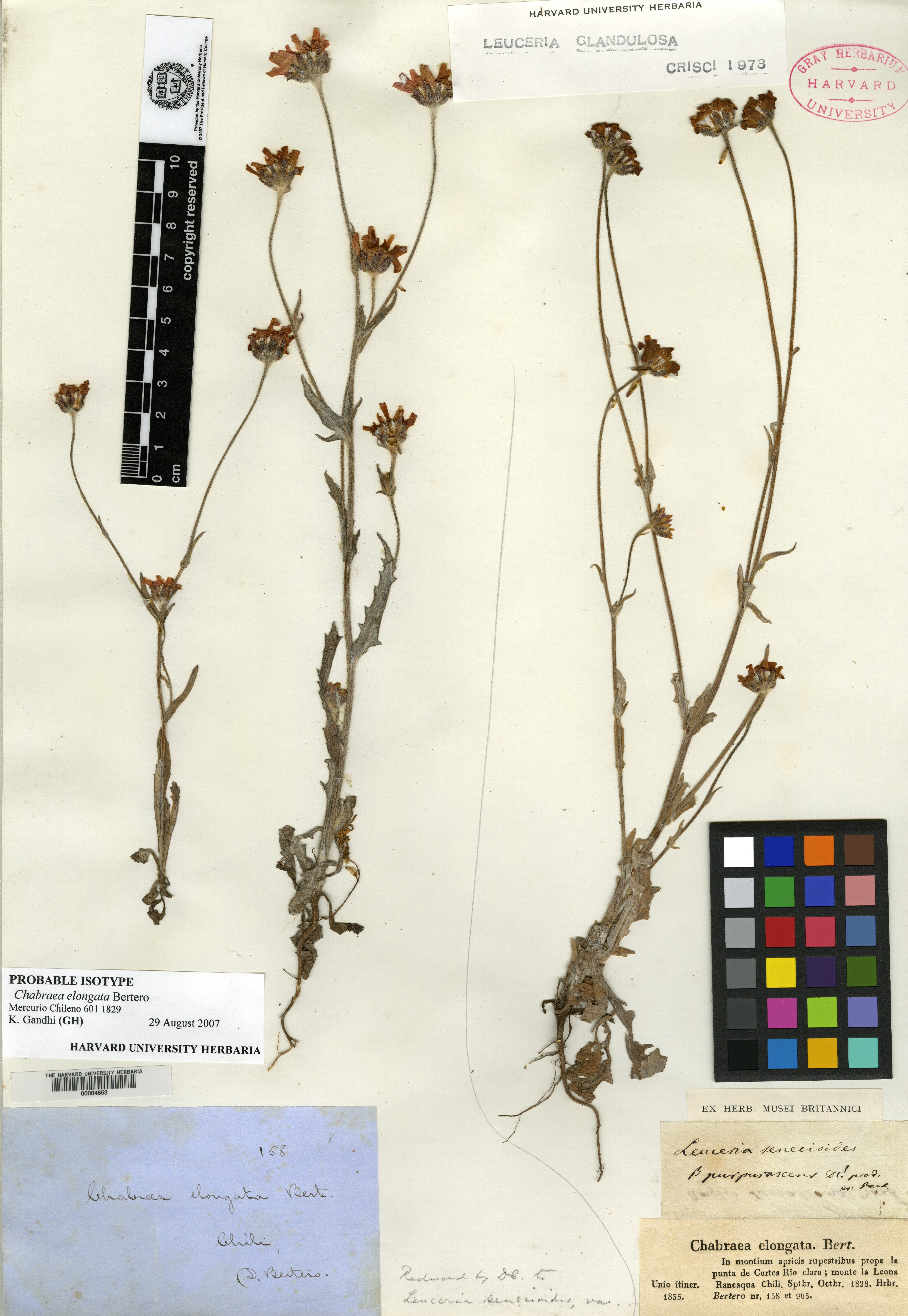 Leucheria glandulosa image