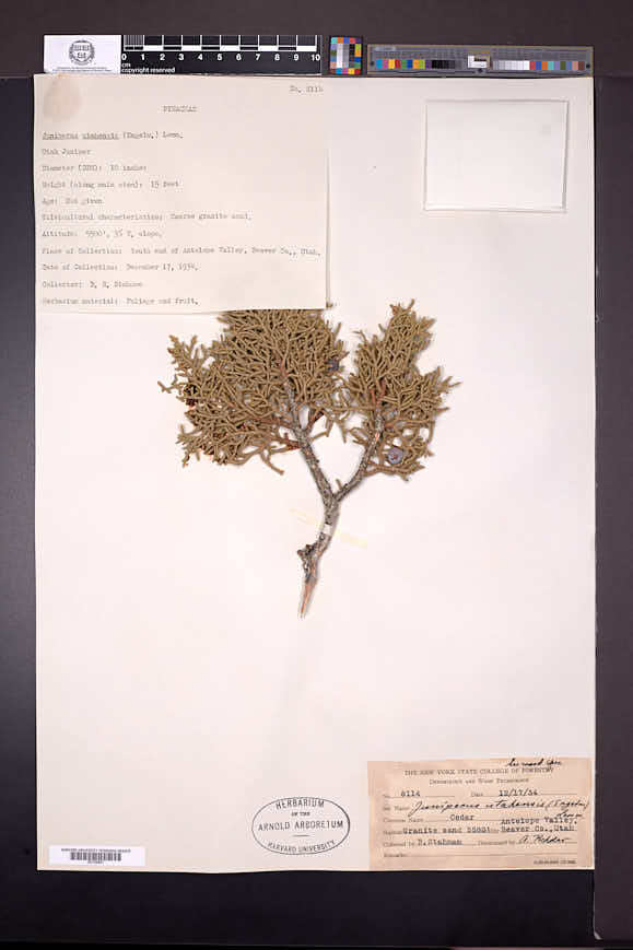 Juniperus osteosperma image