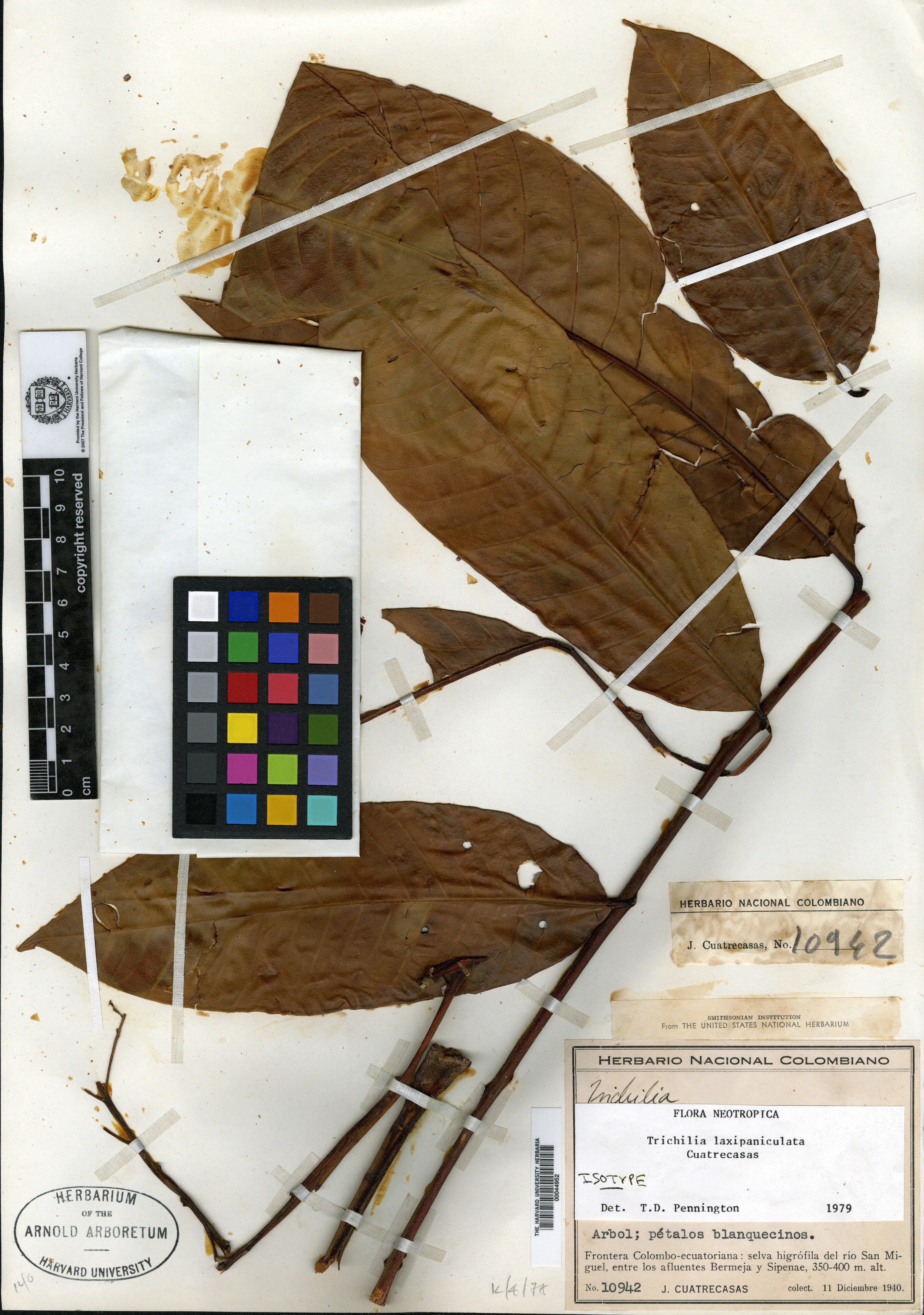 Trichilia laxipaniculata image