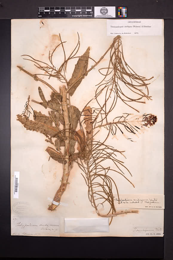 Thelypodiopsis ambigua image