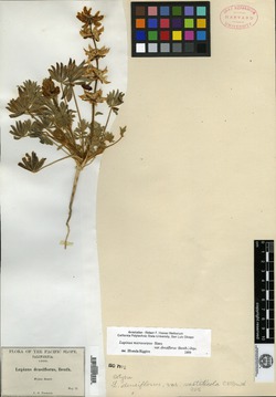 Lupinus densiflorus var. vastiticola image