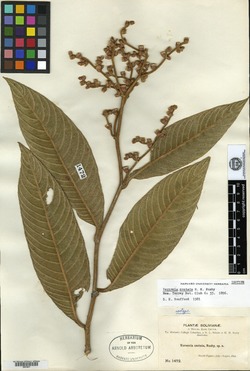 Vernonia costata image