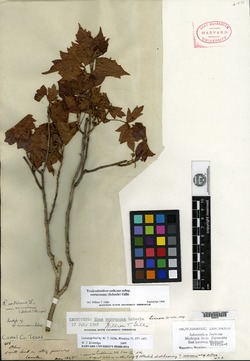 Toxicodendron radicans subsp. verrucosum image
