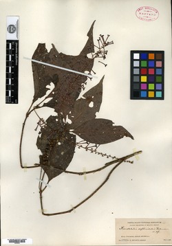 Arachnothryx septicidalis image