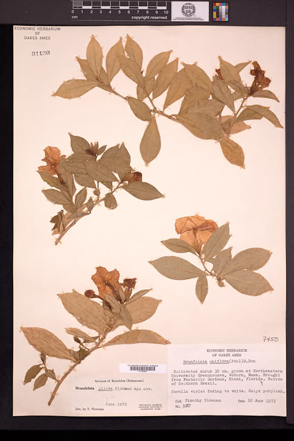 Brunfelsia pilosa image