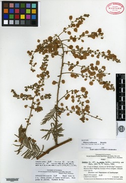 Mimosa pellita image