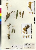Brassia cochlearis image