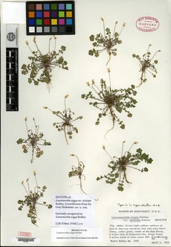 Leavenworthia exigua var. laciniata image