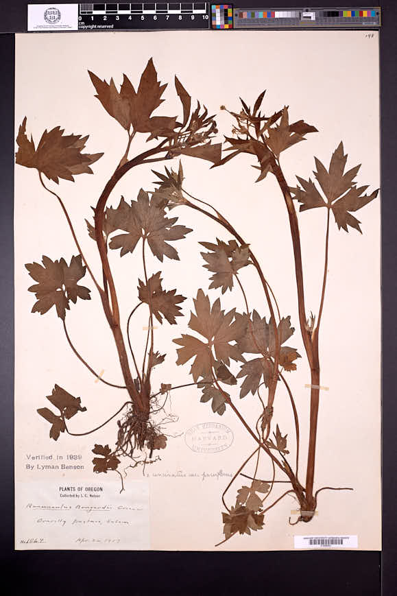 Ranunculus uncinatus var. parviflorus image