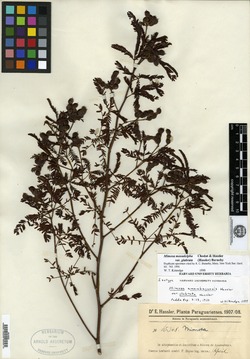Mimosa hirsutissima var. barbigera image