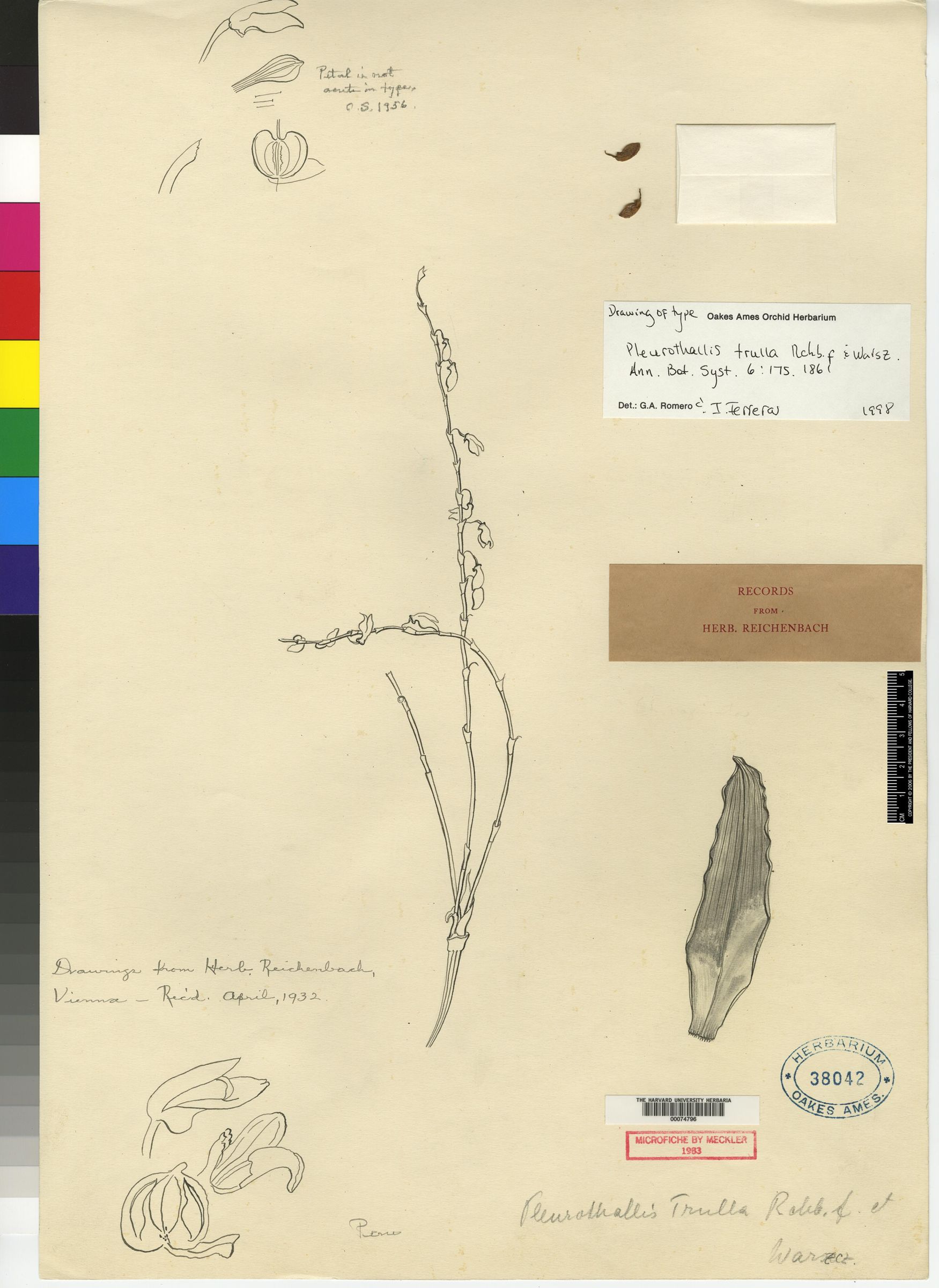 Specklinia vittariifolia image