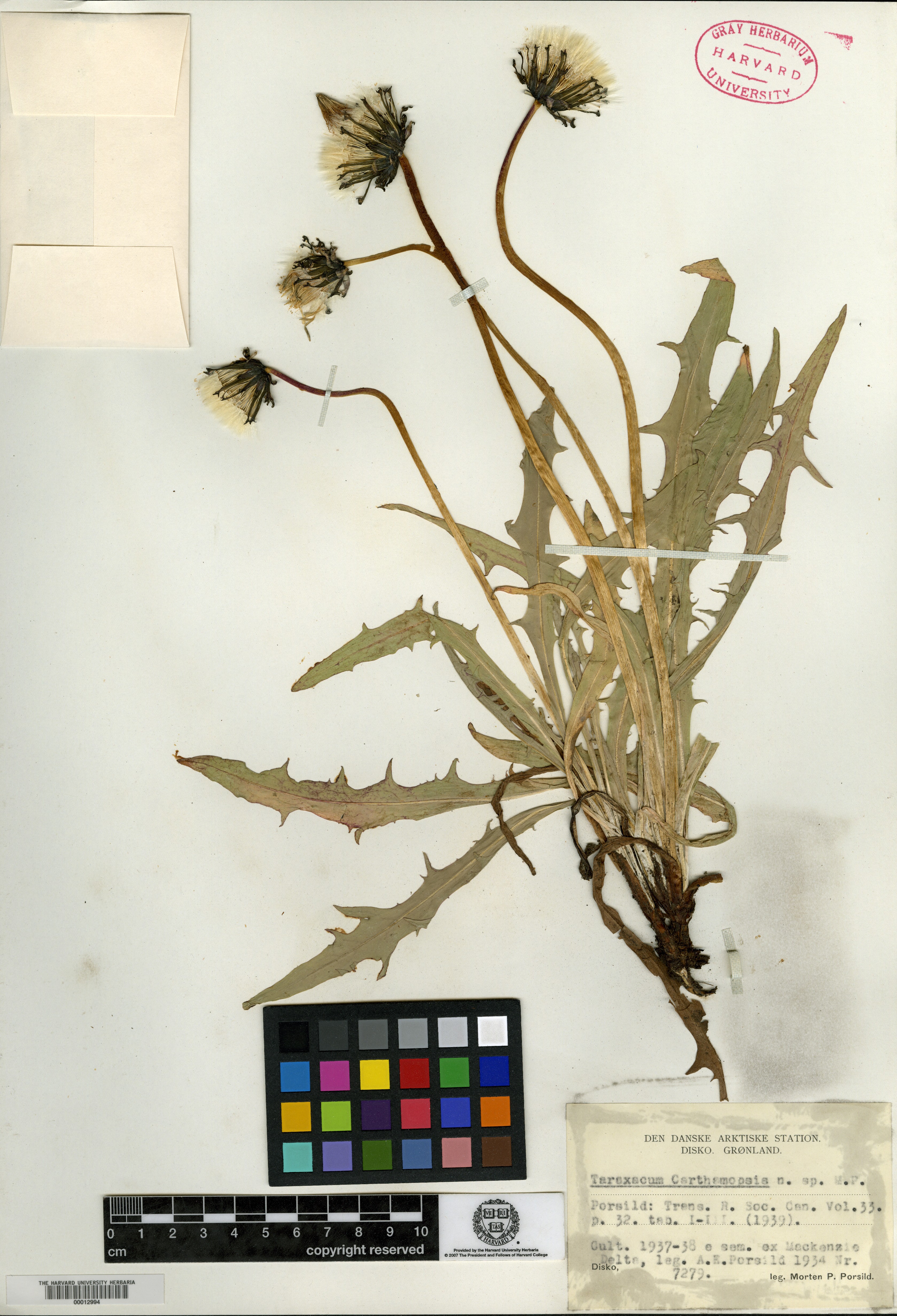 Taraxacum carthamopsis image