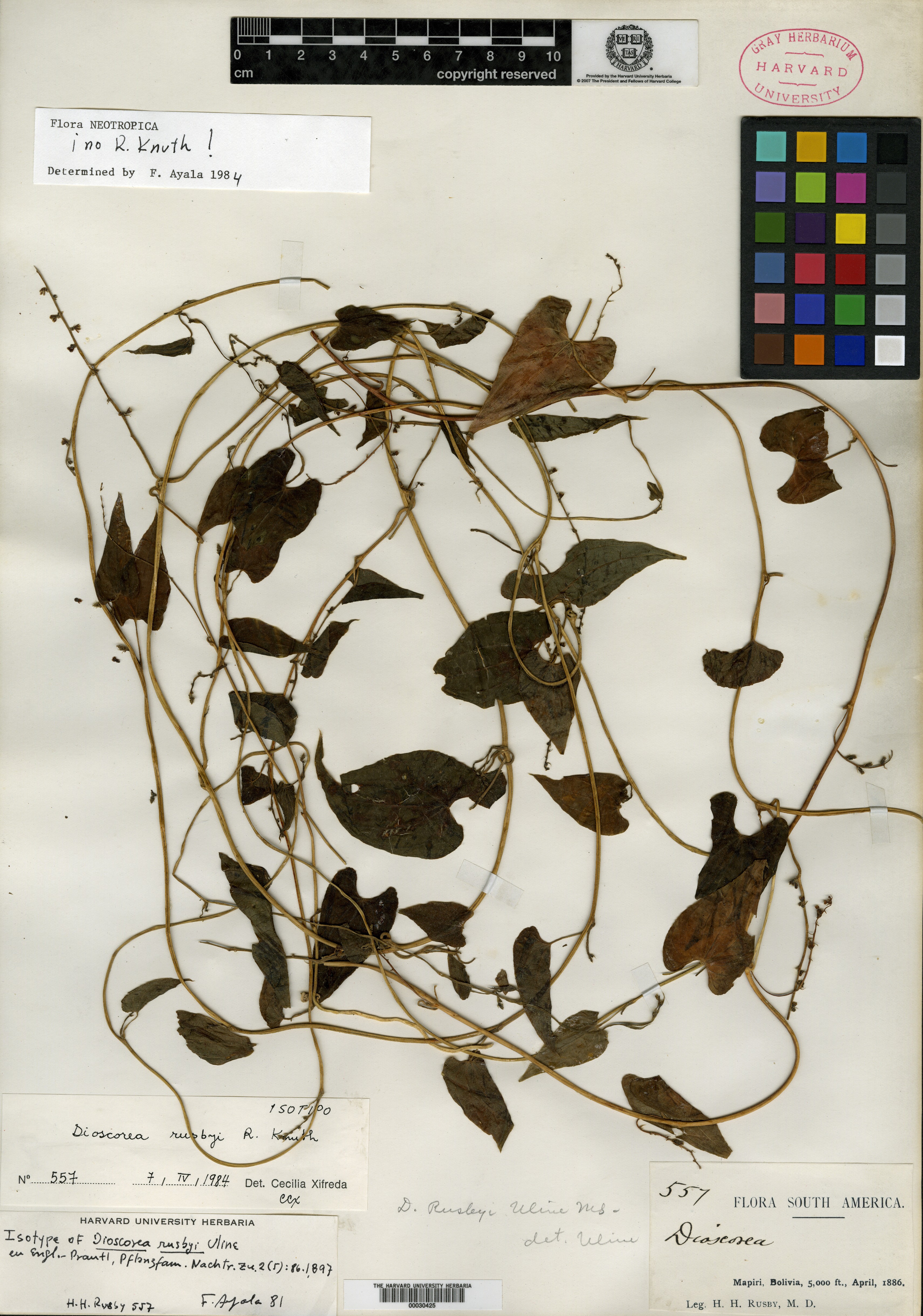 Dioscorea tamshiyacuensis image
