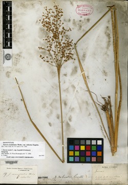 Juncus acuminatus var. robustus image