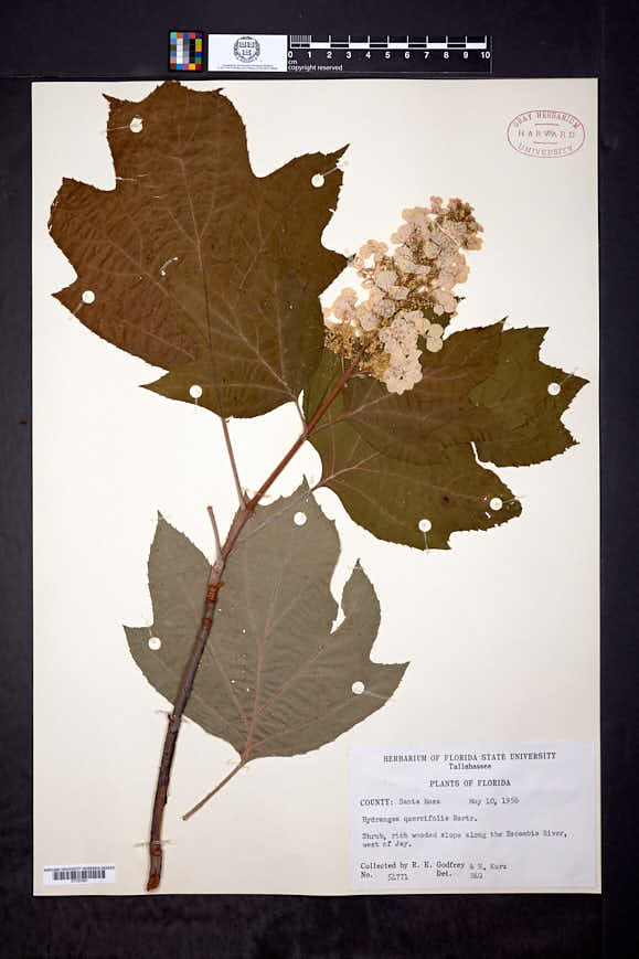 Hydrangea quercifolia image