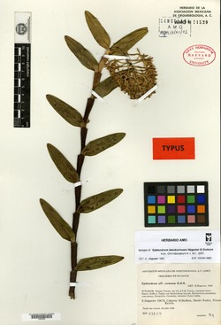 Epidendrum cardiophyllum image