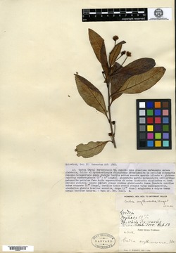 Varronia erythrococca image
