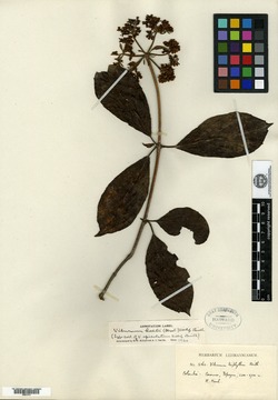 Viburnum hallii image