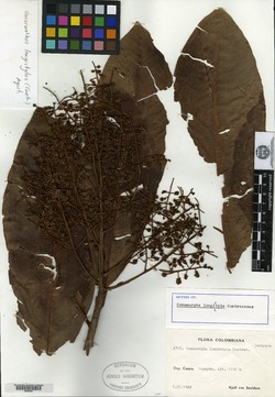 Geissanthus longistylus image