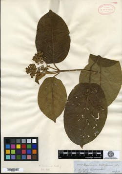 Marsdenia mollissima image
